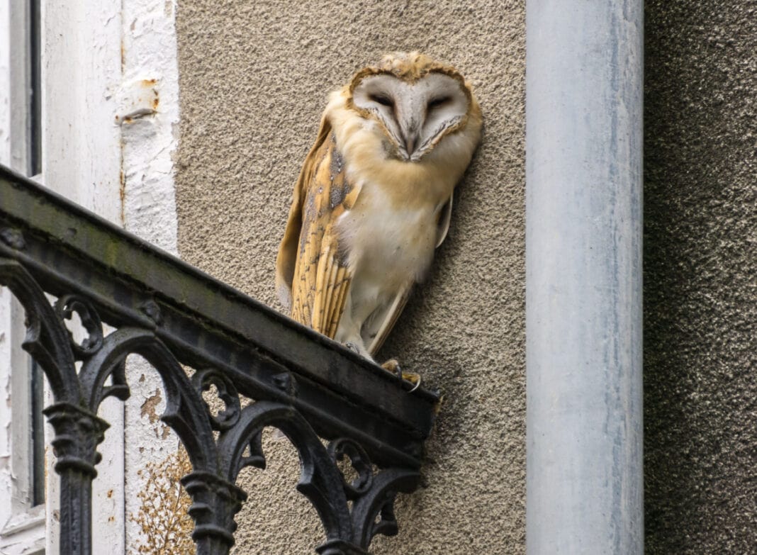 Owls in Cities Urban Owls