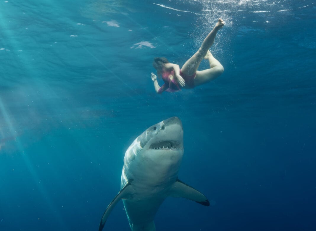 shark and swimmer